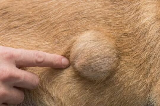 Dog Health Tips